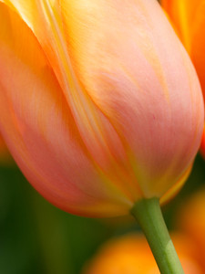 Peach Tulip I