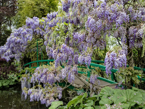 Monet Bow Bridge Giverny, France Garden