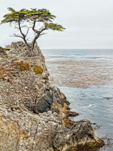 Solitary Cyprus Monterey California