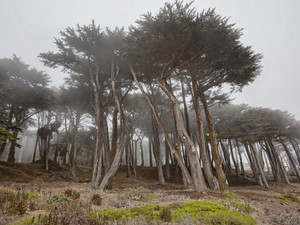 California Cyprus Grove in Fog