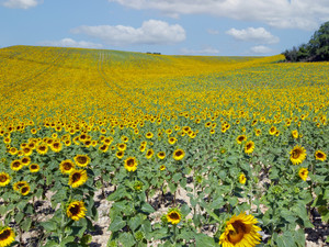 Sunflower Field in Provence