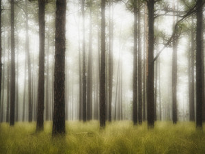Morning Fog​​​​​​​