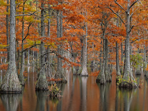 Cypress Trees in the Fall/ Cool Temperature