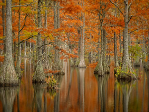 Cypress Trees in the Fall/ Warm Tone