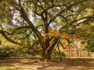 Old Oak