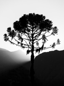 Araucaria