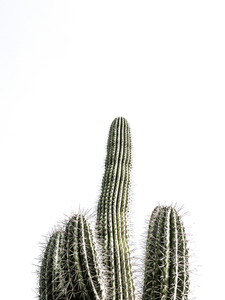 Tuscon Cactus