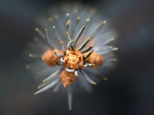 Blue Spruce