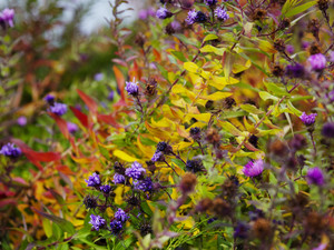 Fall Wildflowers 01