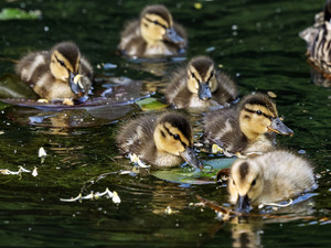 Ducklings in a Pond