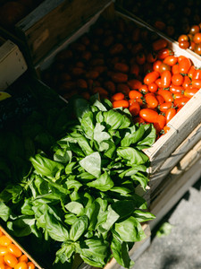 Tomato + Basil II, Sanary-Sur-Mer, Franc