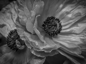 Night Poppies