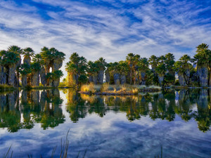 Agua Caliente Park Reflections II