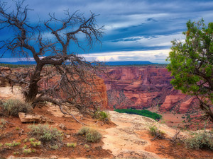 Canyon de Chelly, Rim Tree