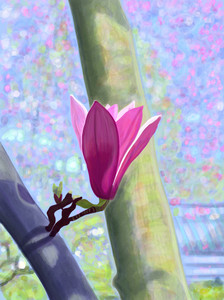 Magnolia Blossom​​​​​​​​​​​​