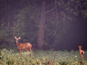 Deer in Fog, Mom & Fawn