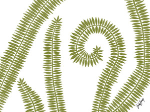 Curly Fern