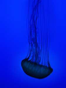 MEDUSA​​​