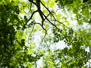 Ash Trees and the sky