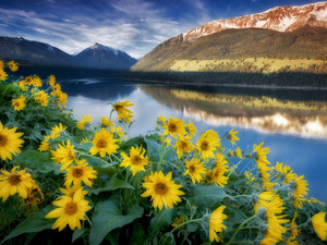 Balsomroot wildflowers and Mountains