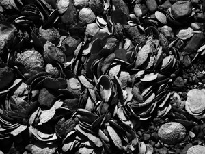 Shells on the Coast