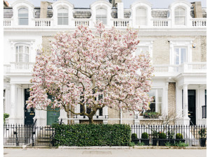 London Spring, Magnolia tree in full blossom