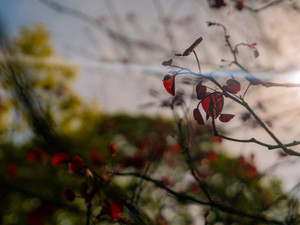 In Bloom at Dusk