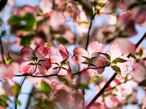 Midday Spring Flowers