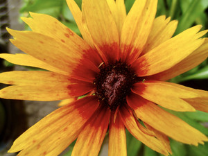 Butterfly Flower​