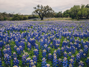 Bluebonnet Lake
