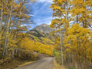 Autumn Road​