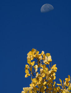 Aspen and the moon