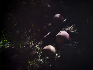 Apples​​​