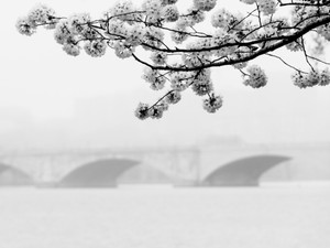 Cherry Blossoms and Arlington Memorial Bridge