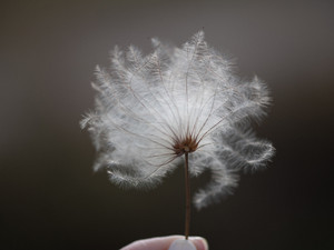 Old Man's Beard III