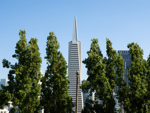 Transamerica Tower and row of trees