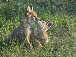 Coyote pups share affection
