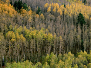 Autumn aspens, Santa Fe