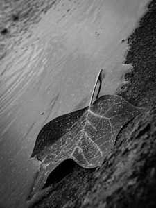 Liquid Leaf