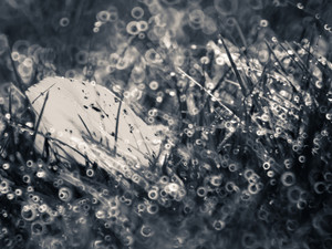 Fantasy​​​