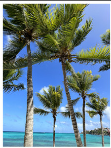 Anguilla Palms