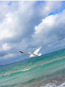 Charlevoix Lake Michigan Seagul