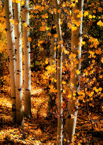 Autumn Aspen Grove​​