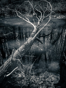 Drifter 5