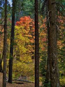 Bear Wallow Colors of Fall in 2024