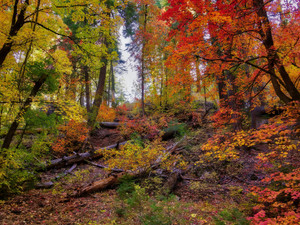 Bear Wallow Hillside in the Fall