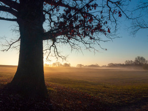 Morning Oak