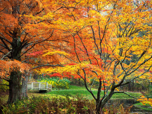 Autumn Bliss​