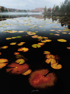 Lily Pad Colors​​