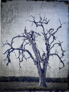Lonely Tree​​​